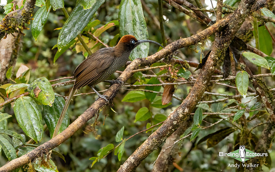 Birding Tour Papua New Guinea Attenborough S Paradise