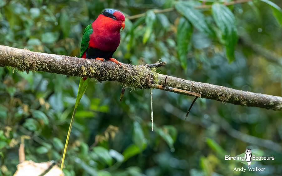 Birding Tour Papua New Guinea Attenborough S Paradise