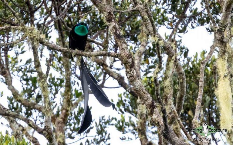 Birding Tour Papua New Guinea Attenborough S Paradise