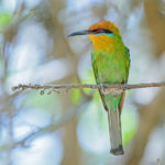 Malawi birding tours