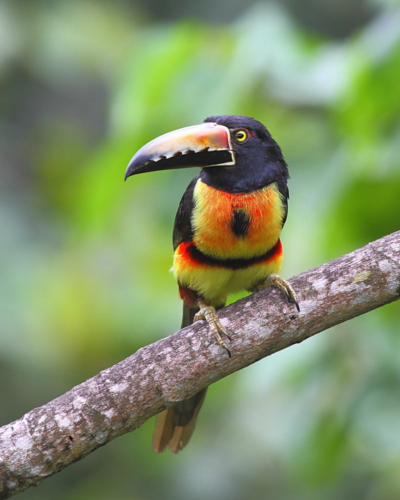 Birding Tour Panama: Wild Western Panama May 2020