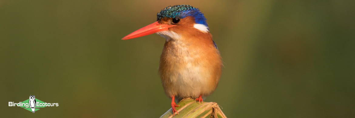 Custom-made Botswana Birding and Wildlife Tours - Birding Ecotours