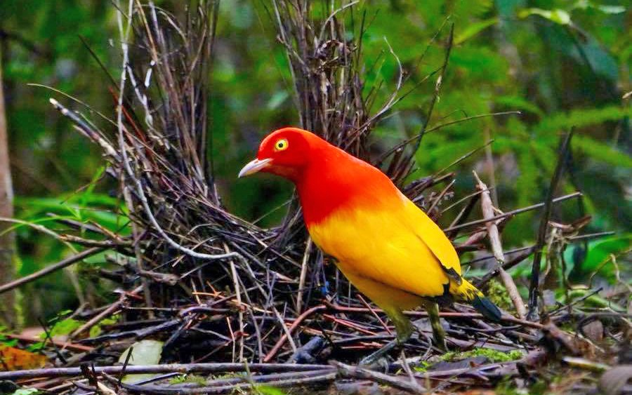 Attenborough S Paradise Papua New Guinea Birding Tours