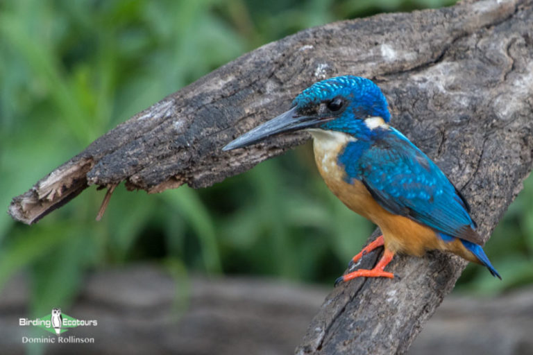 birding day trips johannesburg