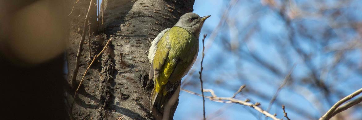 Birding Tour Bulgaria And The Romanian Danube Delta - 