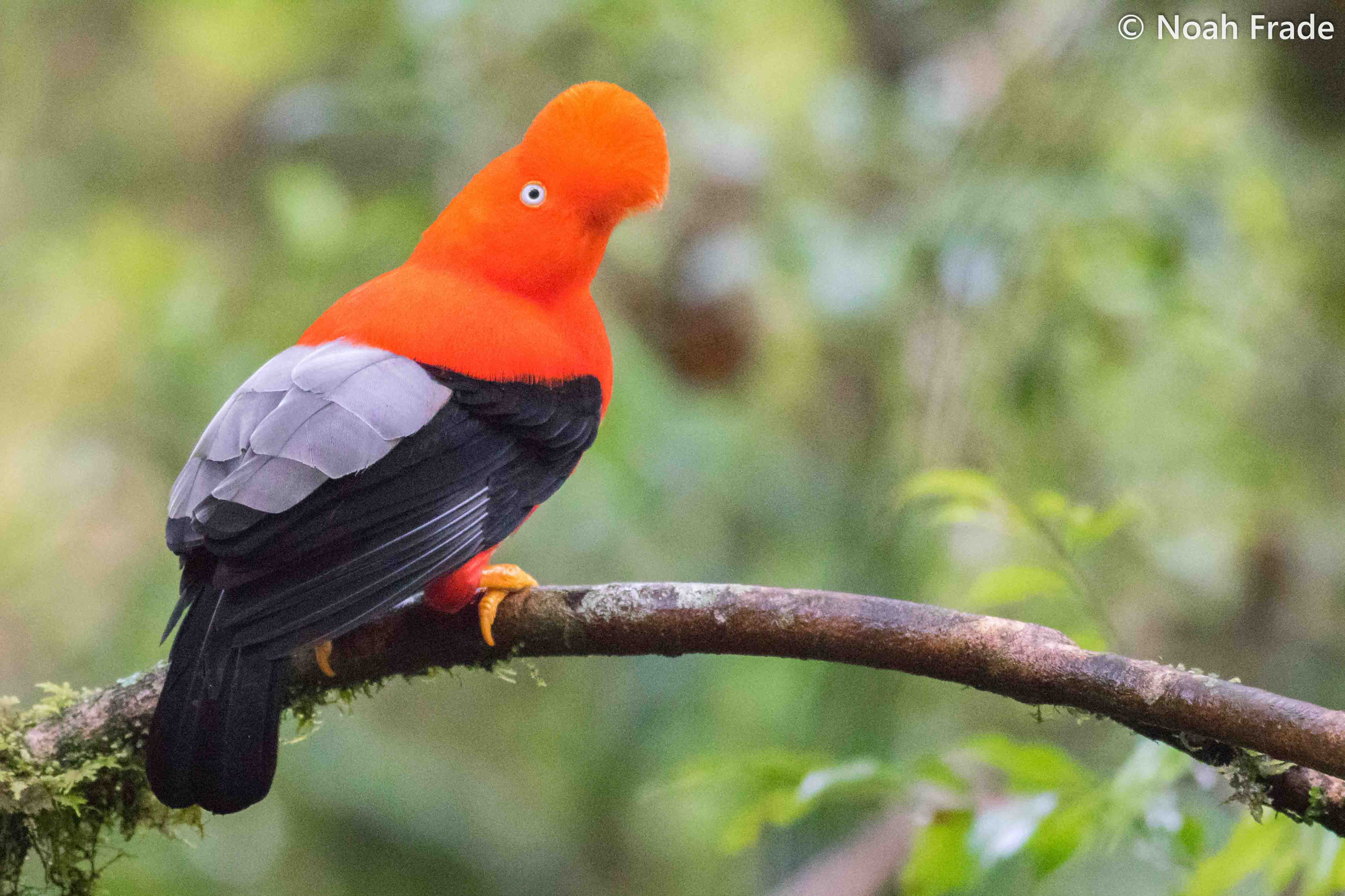 birding tours in ecuador