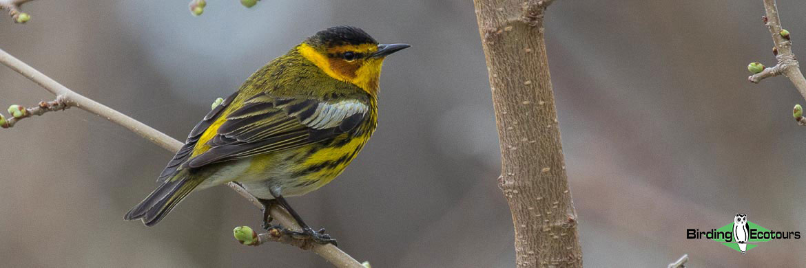 Blue Warbler Is A Small Passerine Bird Of The New World Warbler