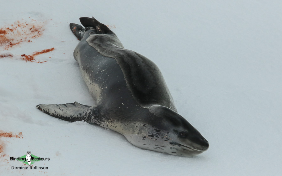 Antarctica Birding Cruise: Falklands, South Georgia, Antarctic Peninsula