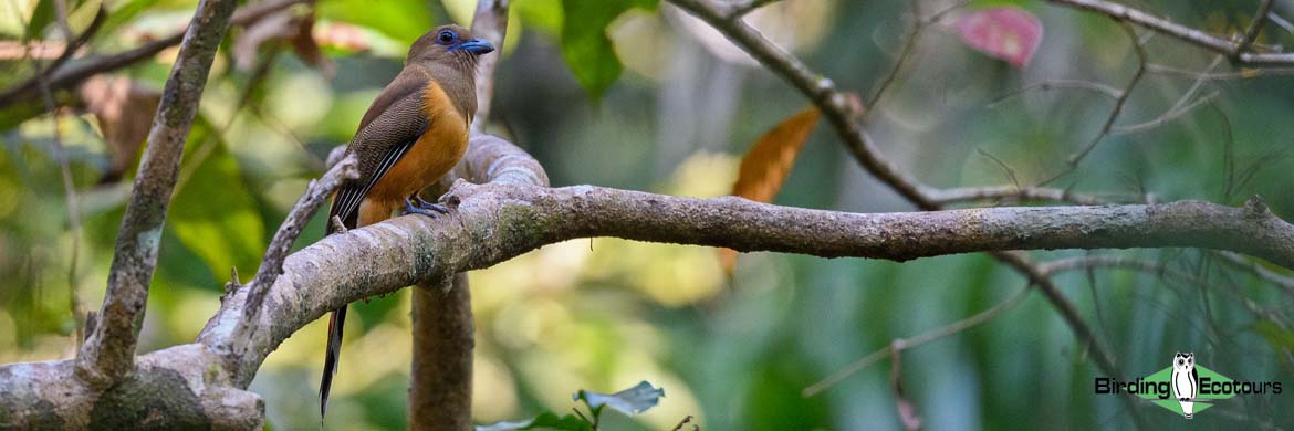 India Birding Tour: Western Ghats and Nilgiri Endemics