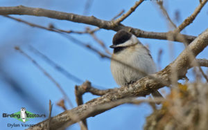 Bulgaria winter birding tours