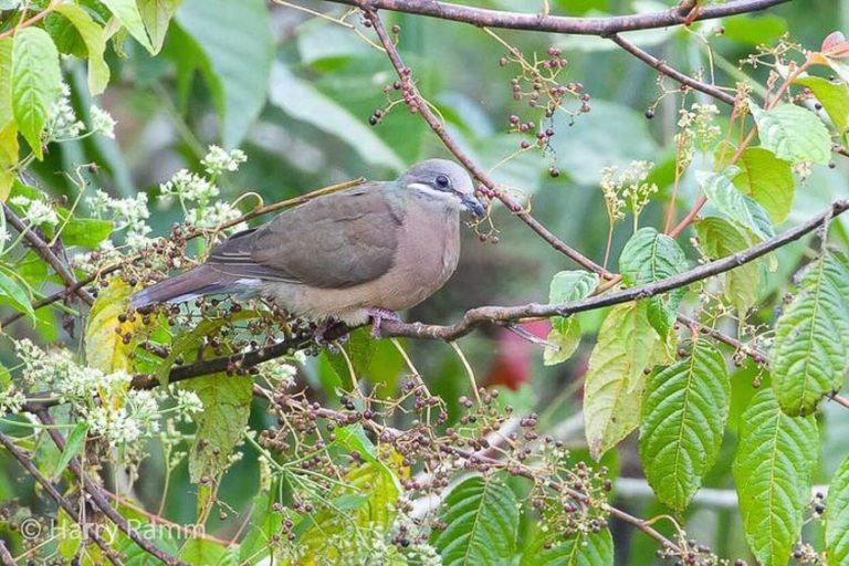 Birding Tour Philippines: Spectacular Endemic Birding