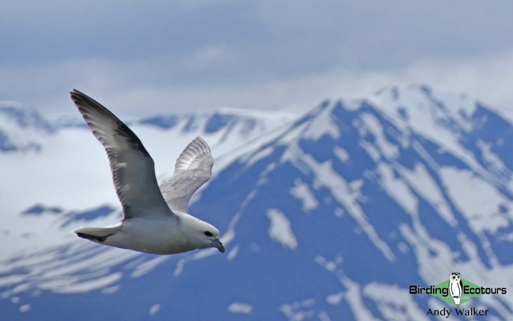 Birding Tour Iceland: Viking Birding - Birding Ecotours