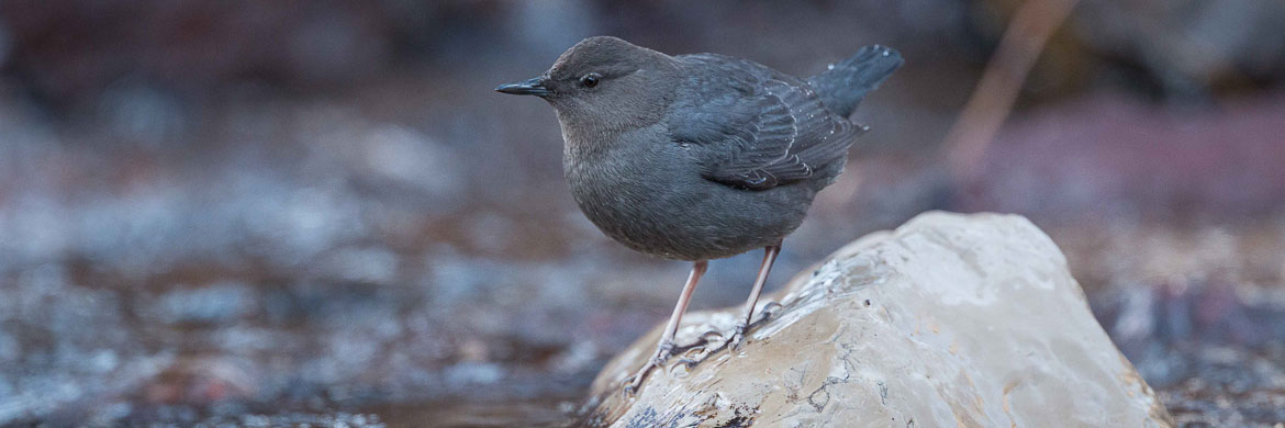 Mammal And Birding Tour Usa Wyoming Yellowstone And Grand - 