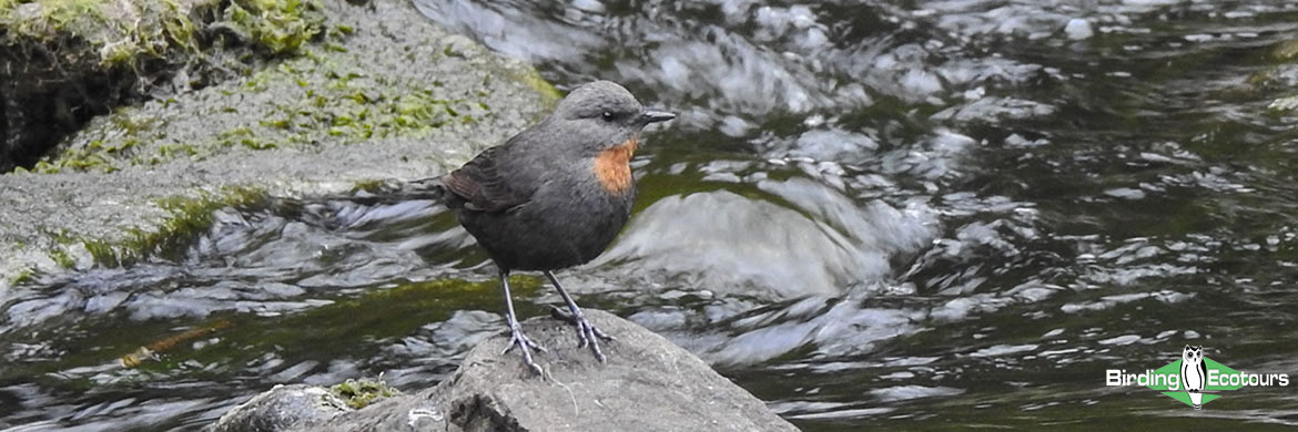 Northwest Argentina Yungas Chaco and High Andes Birding Tour