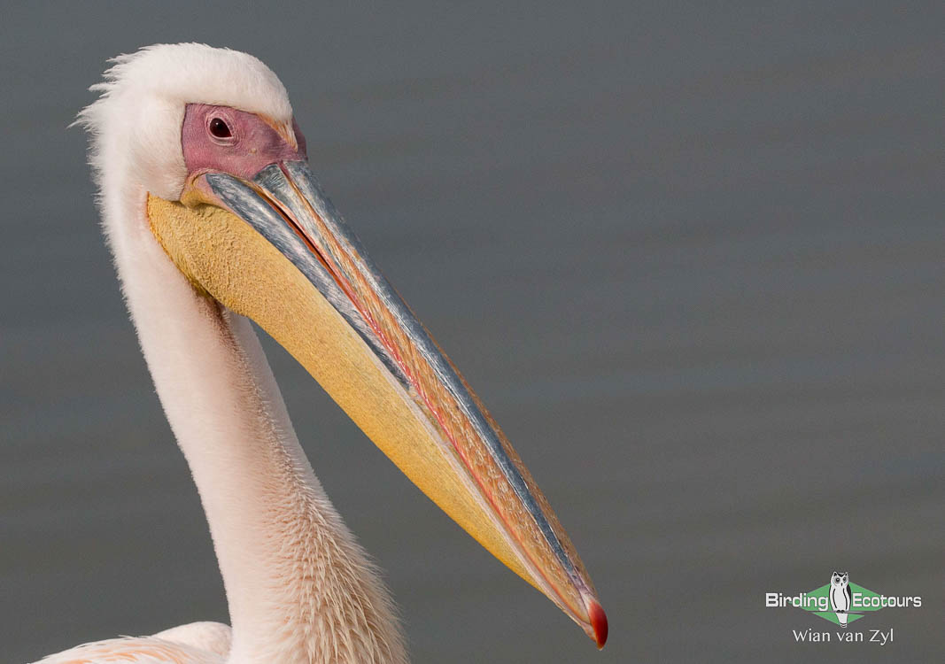 Cape Town’s Top Birding Spots - Birding Ecotours