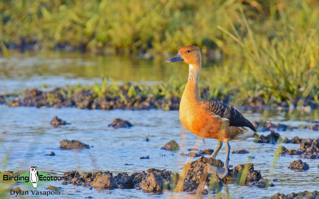 birding day trips johannesburg