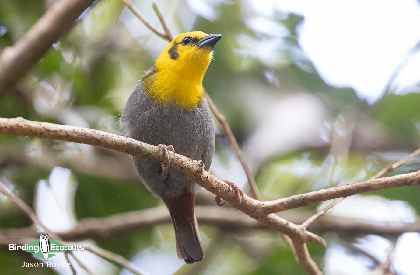 Birding Tour Madagascar: Best of Madagascar Birds and Wildlife