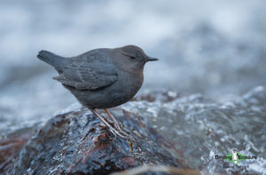 North American birding tours