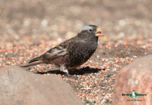 North American birding galleries