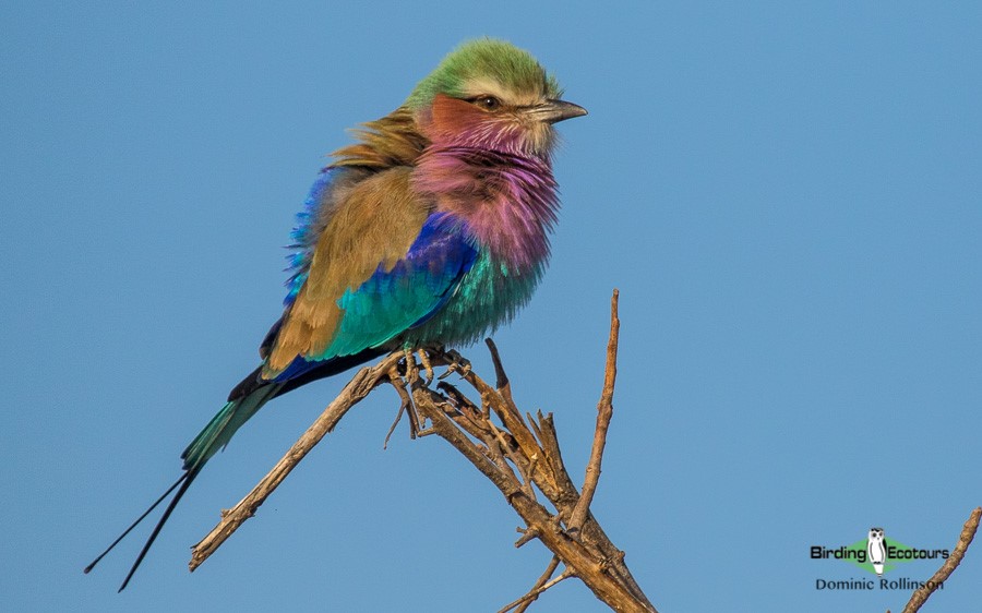 South Africa’s special birds and amazing wildlife: a photographic journey