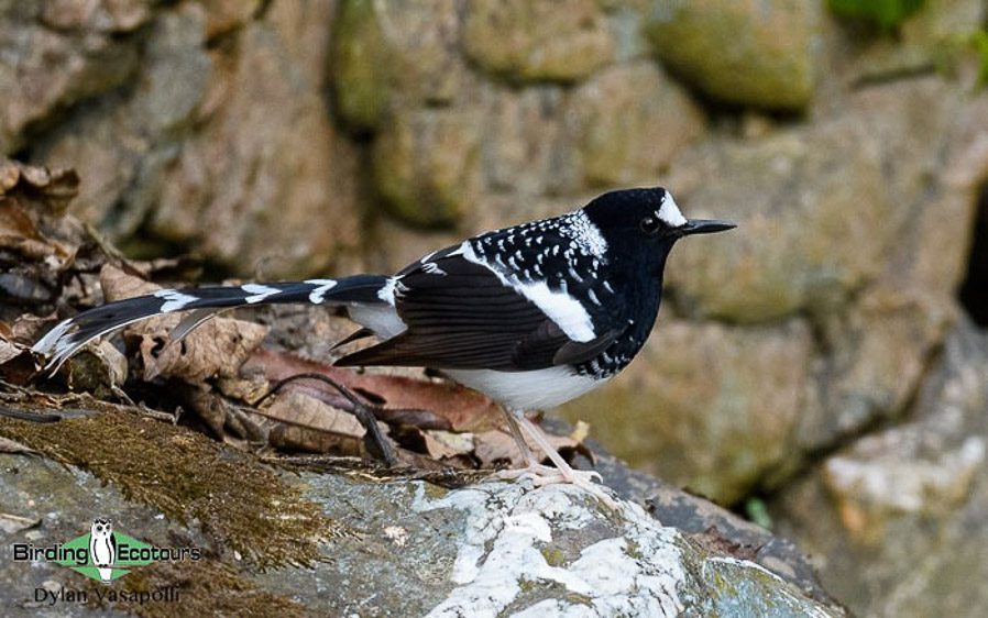 himalayan bluetail bird food