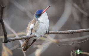 Arizona birding tours