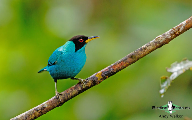 Panama Escape: An Easy Week Of Birding From The Canopy Tower Lodge