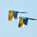 Best of Brazil birding tour