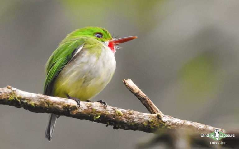 birding eco tours