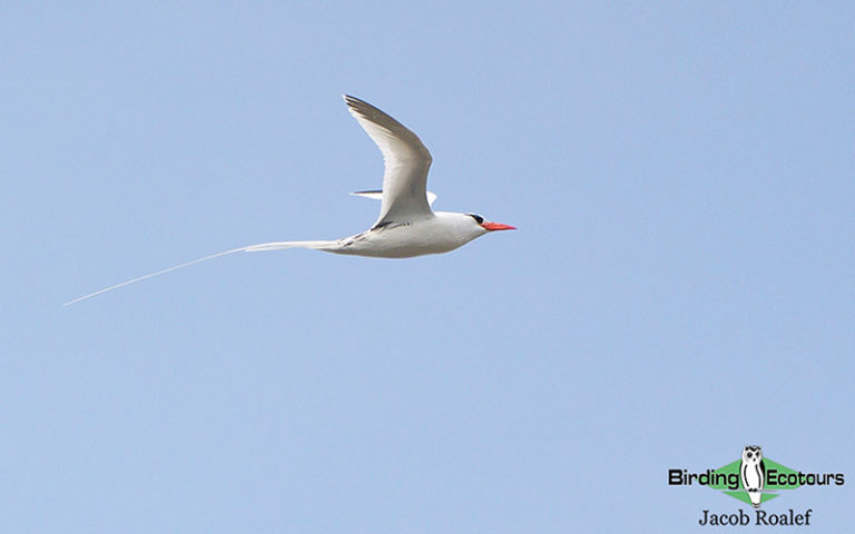 Birding Tour USA: Maine – Mountain Forests to Sparkling Shores