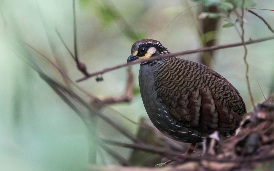 Birding Tour Taiwan: Birding Extravaganza - Birding Ecotours