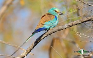 Gambia birding tours