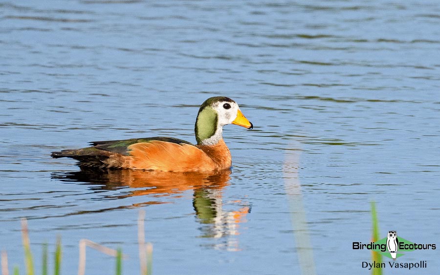 Gambia birding tours