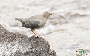 Yellowstone birding tours