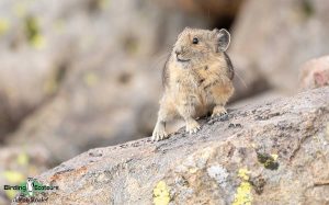 Yellowstone birding tours