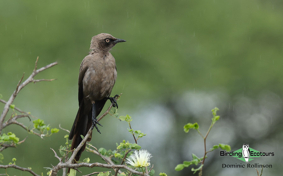 Northern Tanzania birding tours