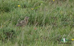 Northern Tanzania birding tours