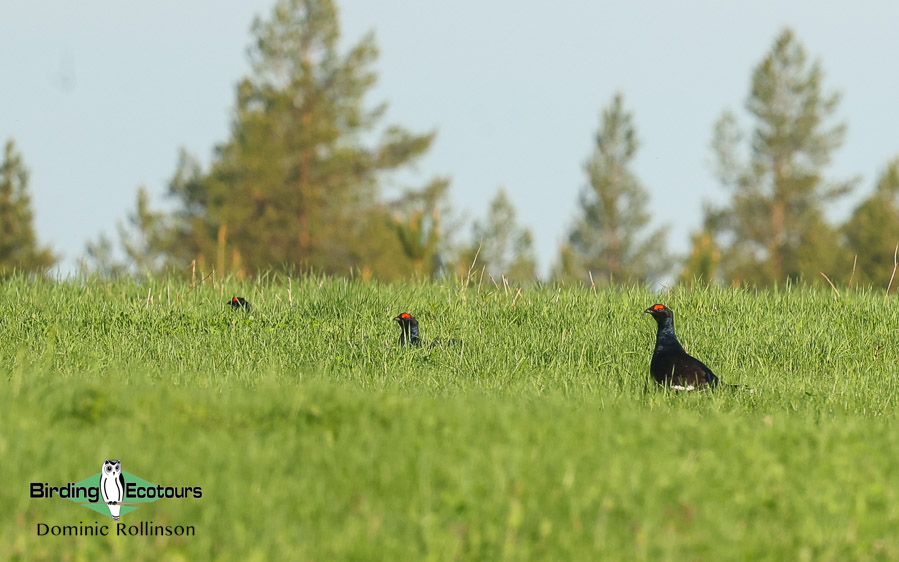 Finland birding tours