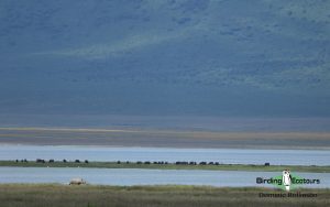 Tanzania birding safari