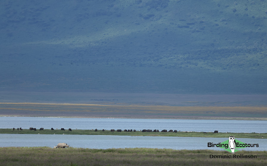 Tanzania birding safari