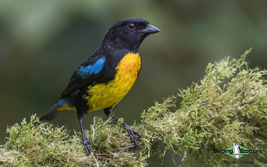 Colombian birding tours