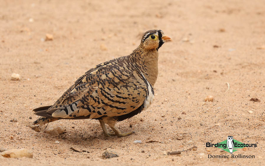 Northern Tanzania birding tours