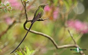 Colombian endemics birding tour