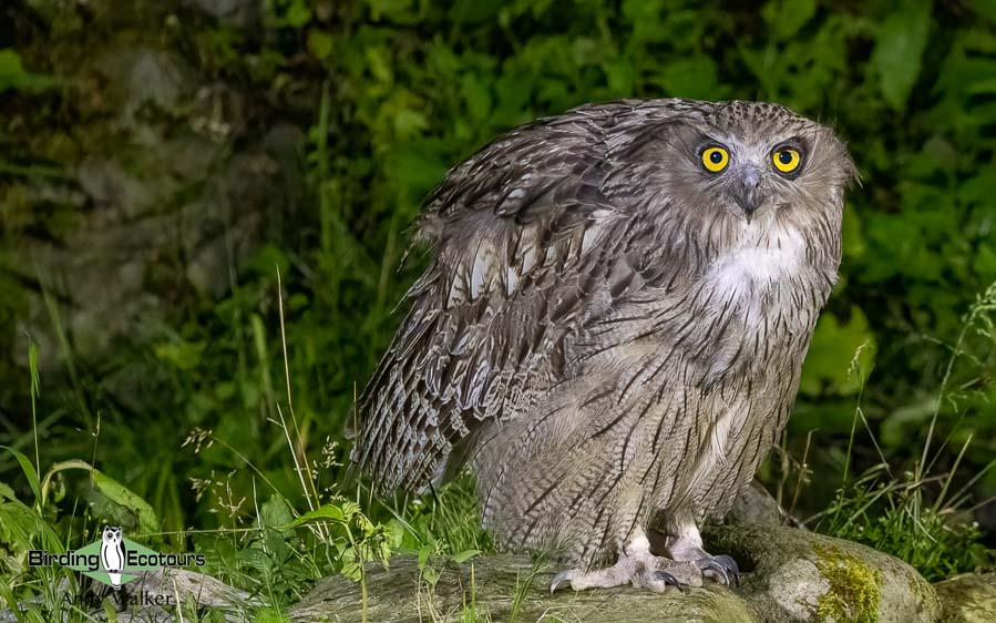 Japanese birding tours