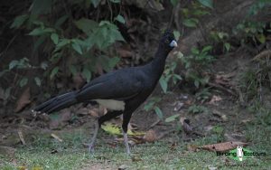 Colombian endemics birding tour