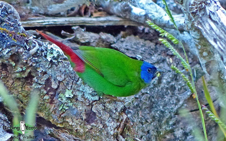 New Caledonia birding tours