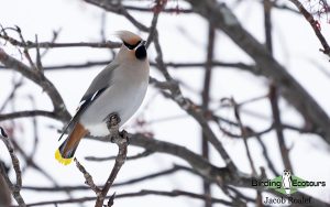Minnesota birding tours