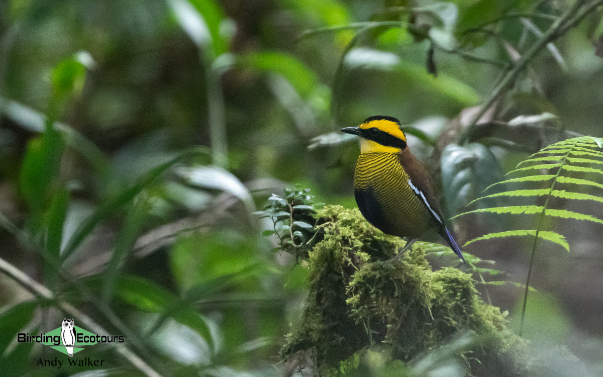 Borneo: Sabah Classic Birding Tour - Birding Ecotours