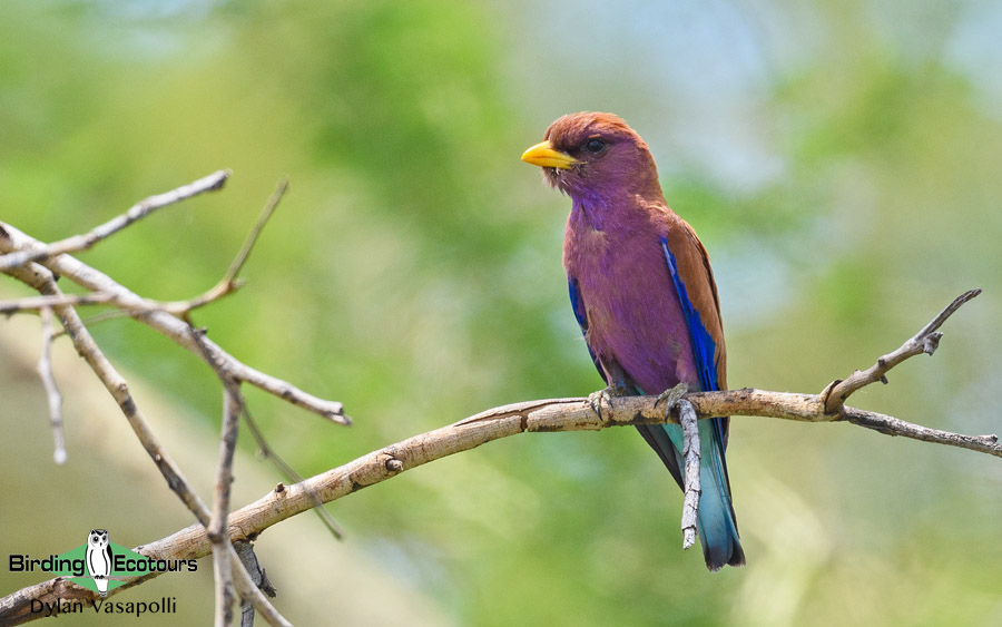 Gambia birding tours