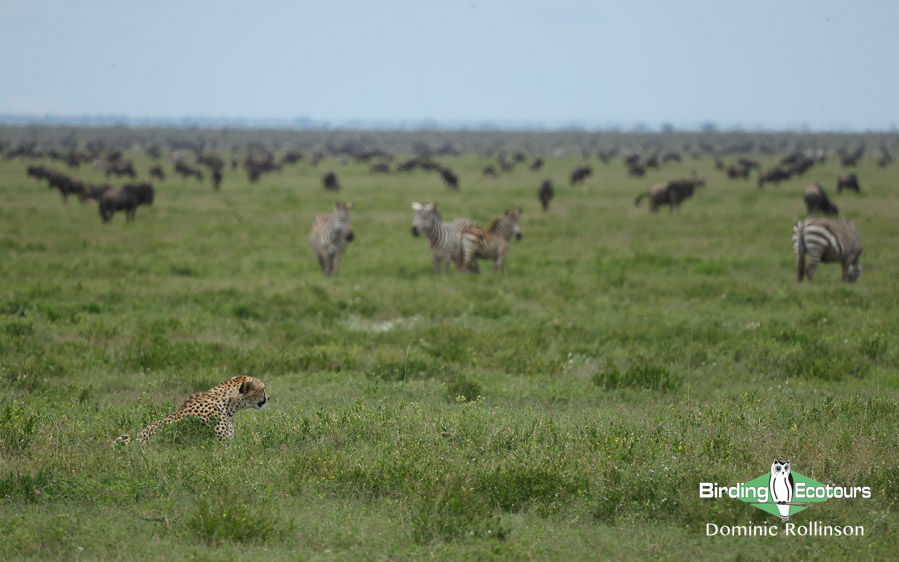 Northern Tanzania birding tours